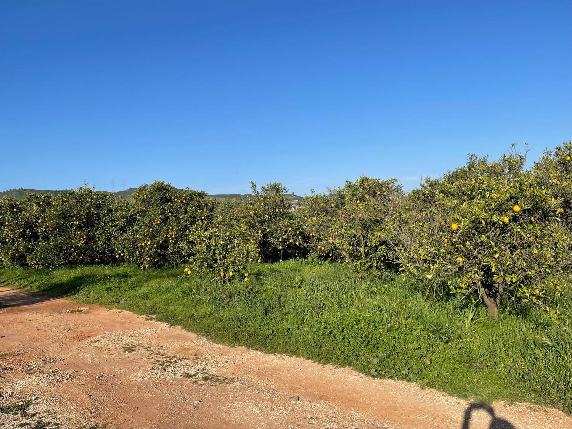 Orange Grove Residence Silves Exterior foto