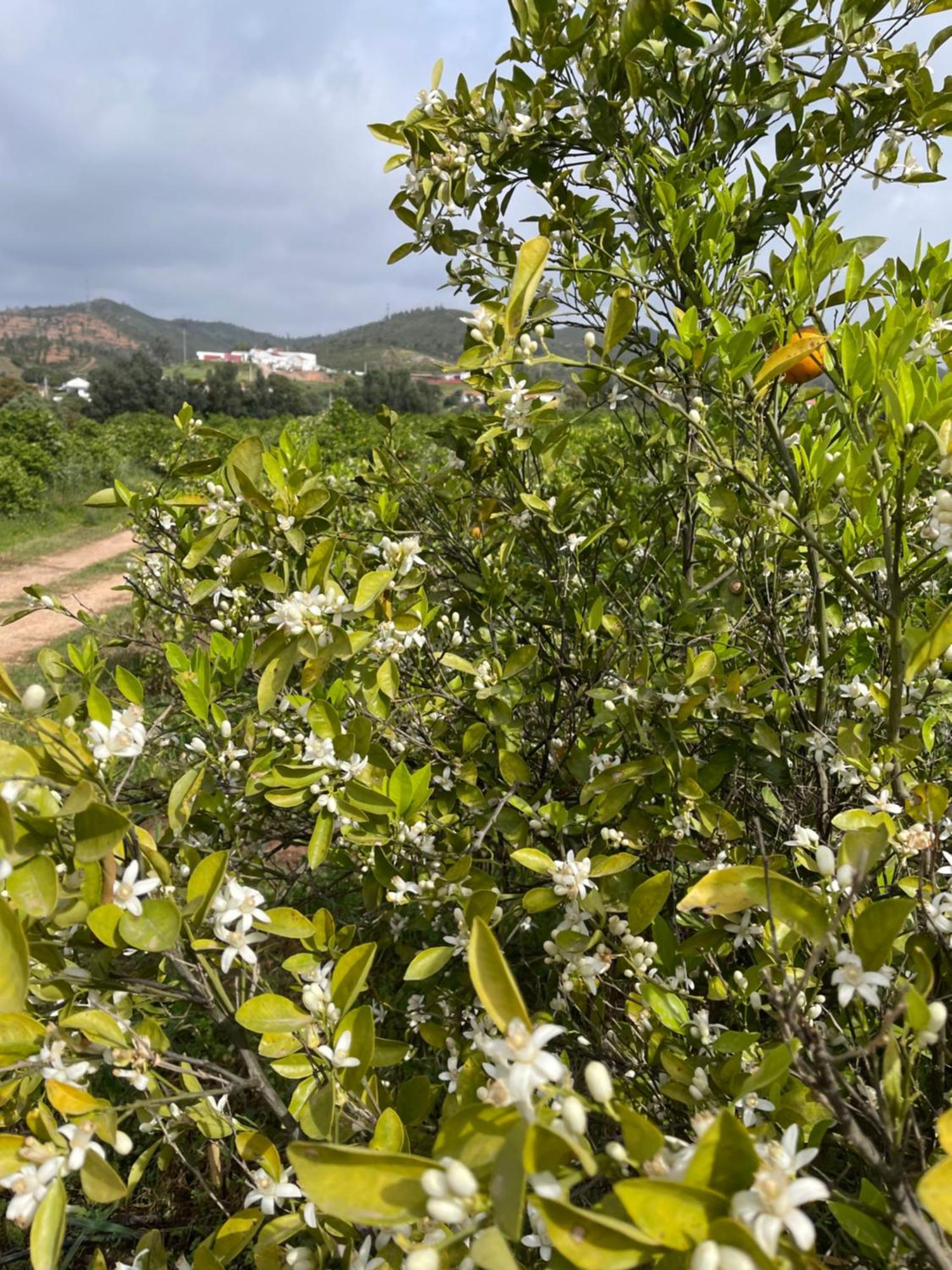 Orange Grove Residence Silves Exterior foto