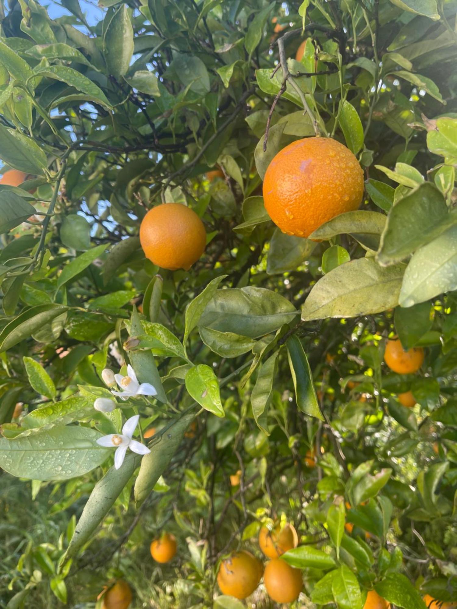 Orange Grove Residence Silves Exterior foto